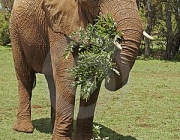 Elefante Indiano se Alimentando 4
