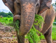 Elefante Indiano se Alimentando 5