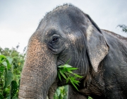 Elefante Indiano se Alimentando 6