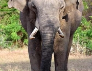 Elefante Indiano 1