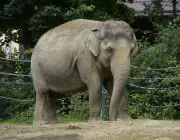 Elefante Indiano 2