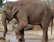 Elefante Indiano 5