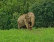 Elefante Indiano 6