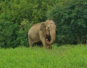 Elefante Indiano 6