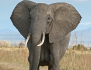 Elefante na Savana Africana 1