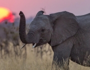 Elefante na Savana Africana 3