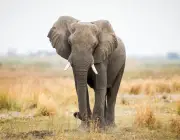 Elefante na Savana Africana 4