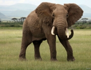 Elefante na Savana Africana 5