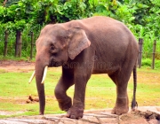 Elefante Pigmeu 4