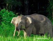 Elefante Pigmeu Comendo 1