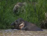 Elefante Pigmeu Comendo 2