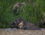 Elefante Pigmeu Comendo 2