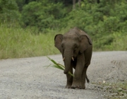 Elefante Pigmeu Comendo 3