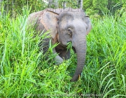 Elefante Pigmeu Comendo 4