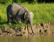 Elefante Pigmeu Comendo 6