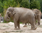 Elefante Pigmeu 1