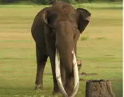 Elefante Pigmeu 3
