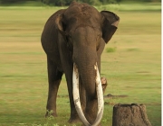 Elefante Pigmeu 3