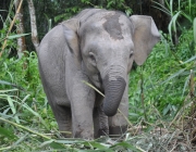 Elefante Pigmeu 4