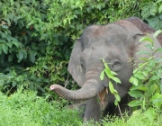 Elefante Pigmeu 5