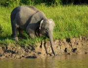Elefante Pigmeu 6
