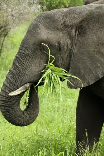 Elefante se Alimentando 1