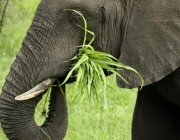 Elefante se Alimentando 1