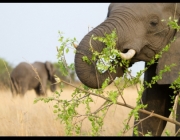 Elefante se Alimentando 4