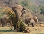 Elefante se Alimentando 6