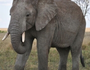 Elefante 5