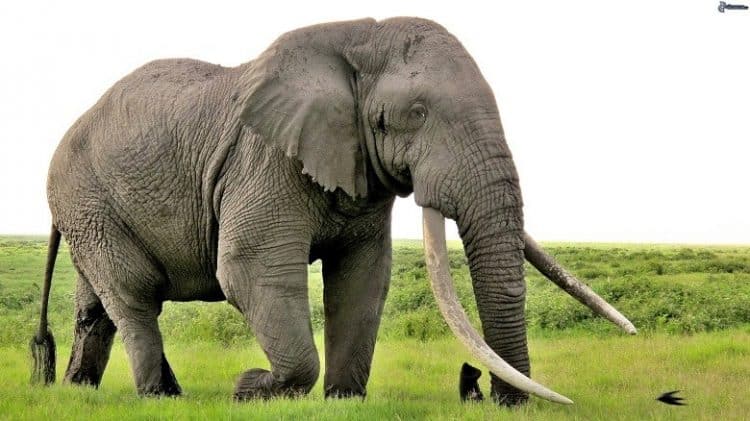 Elefantes Adultos 1
