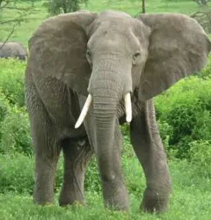 Elefantes Adultos 3