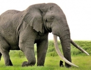 Elefantes Adultos 1