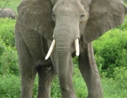 Elefantes Adultos 3
