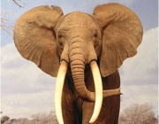 Elefantes Adultos 5