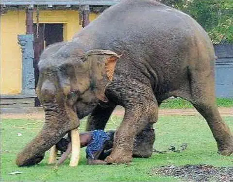 Elefantes Agressivos 1