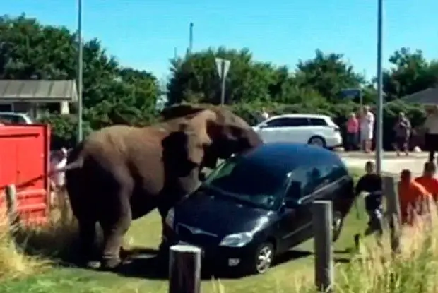 Elefantes Agressivos 3