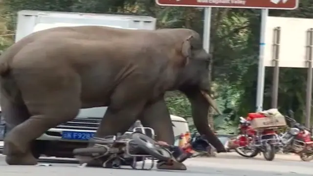 Elefantes Agressivos 5
