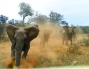 Elefantes Agressivos 2