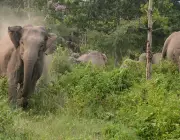 Elefantes Agressivos 4