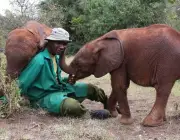 Elefantes Africanos Com Cuidaores 1