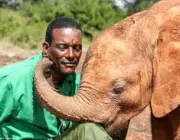 Elefantes Africanos Com Cuidaores 3