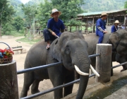 Elefantes Asiáticos com Cuidadores 1