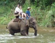 Elefantes Asiáticos com Cuidadores 2