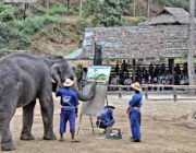 Elefantes Asiáticos com Cuidadores 3