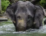 Elefantes Asiáticos 1