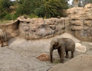 Elefantes Asiáticos 2