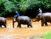 Elefantes Asiáticos 4