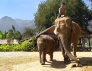 Elefantes Asiáticos 5