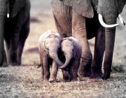 Elefantes Associáveis 1